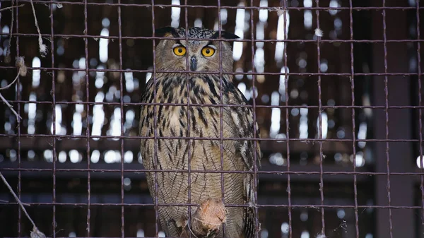 Owl looking at camera through metallic cage — Stock Photo