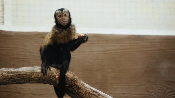 Wild furry monkey sitting on wooden branch with organic potato — Stock Photo