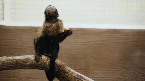 Wild furry monkey sitting on wooden branch and holding potato in zoo — Stock Photo