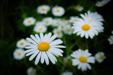 Koyu arkaplanda parlak papatya çiçekleri