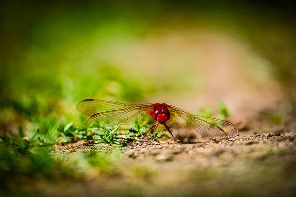 Röd trollslända på marken — Stockfoto