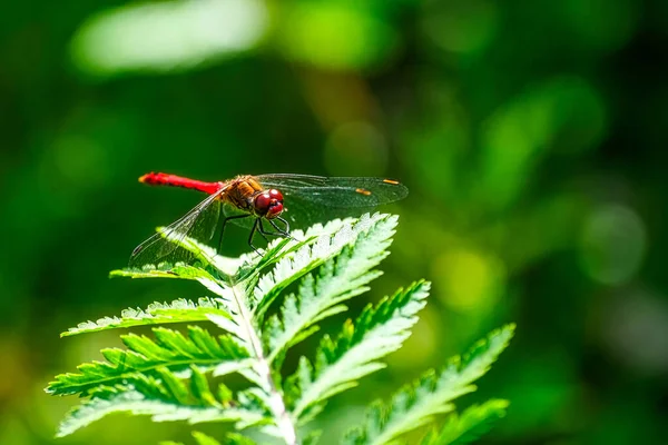 红色蜻蜓在深绿色背景下放屁 — 图库照片