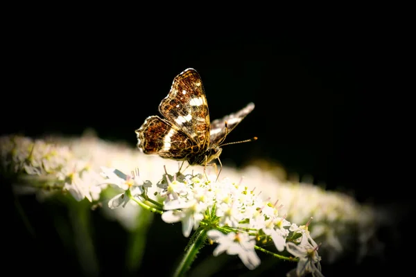 Mariposa sobre flor blanca sobre fondo negro —  Fotos de Stock