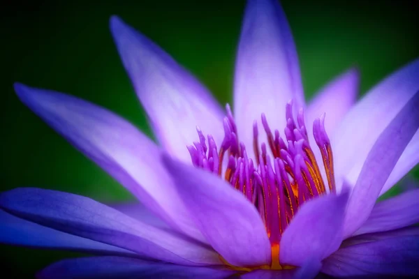 Purple lotus flower with vibrant orange pistils against dark background — Stock Photo, Image