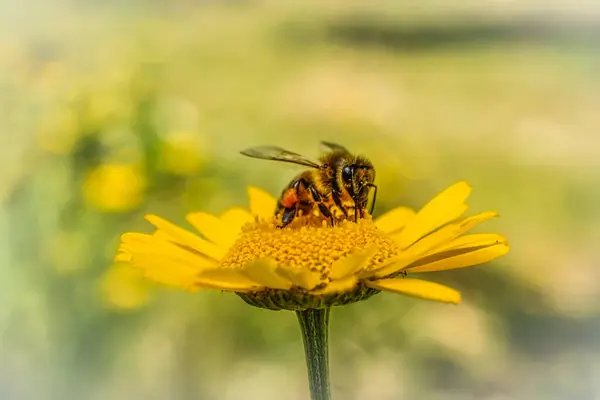 Abeja de miel sobre flor amarilla recolectando néctar sobre fondo borroso —  Fotos de Stock