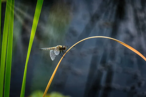 池塘边芦苇上的蜻蜓 — 图库照片