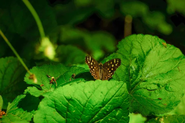 Pequeña mariposa marrón sobre hojas verdes en un entorno oscuro —  Fotos de Stock