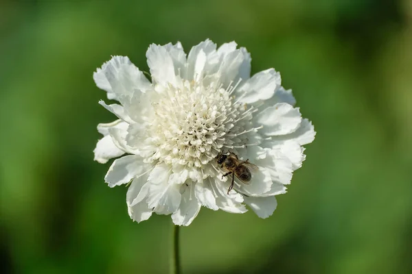 La abeja sobre la flor brillante blanca al sol sobre el fondo verde —  Fotos de Stock