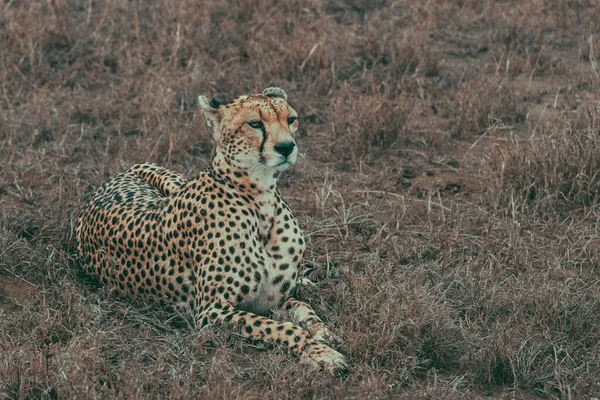 Goddelijke vrouwelijke cheeta rustend in savannegras — Stockfoto