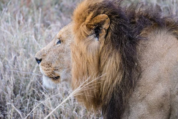 Lion head in profile, close-up capture in savannah gras