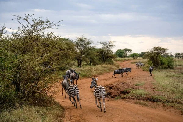 Zebras e búfalos na rua arenosa vermelha em África — Fotografia de Stock