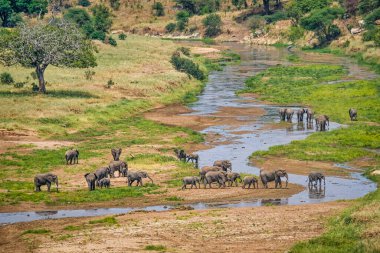 Serengeti Ulusal Parkı, Tanzanya 'daki büyük vadiden geçen büyük bir fil sürüsü.
