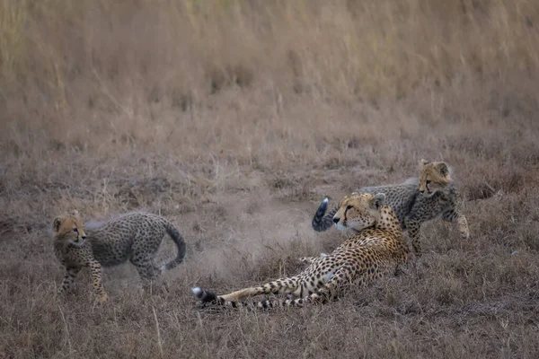 Samica geparda z dwoma młodymi bawiącymi się wokół niej w sawannie gras — Zdjęcie stockowe