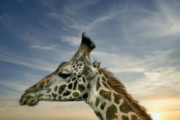 Girafa cabeça em perfil contra o céu por do sol — Fotografia de Stock