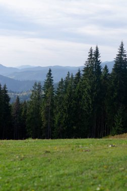 Yeşil çam ormanlarıyla kaplı dağlar