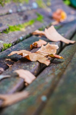 Sonbahar Yaprakları