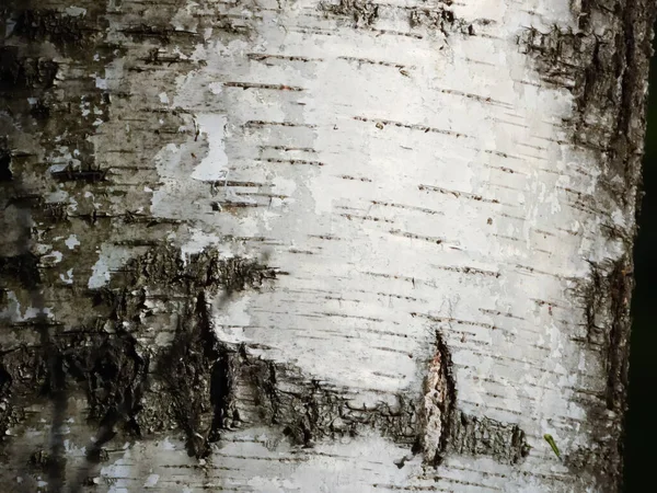 Casca de bétula branca e cinzenta, close-up — Fotografia de Stock