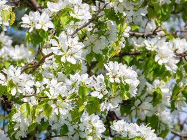 Beyaz çiçeklerle çiçek açan elma ağacı