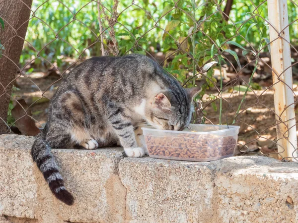 Gato de rua comendo comida de gato seca de uma bandeja plástica — Fotografia de Stock