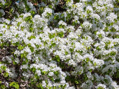 Beyaz çiçekli elma ağacı, yakın çekim manzarası