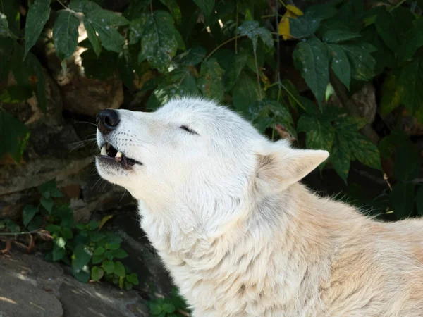 Howling Tundra wolf. Canis lupus albus. Turukhan wolf — Stock Photo, Image