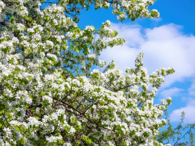 Mavi gökyüzüne ve bulutlara karşı beyaz çiçekli elma ağacı
