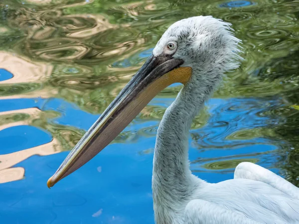 Pelícano dálmata. Pelecanus crispus. Día soleado. Primer plano Imagen de archivo