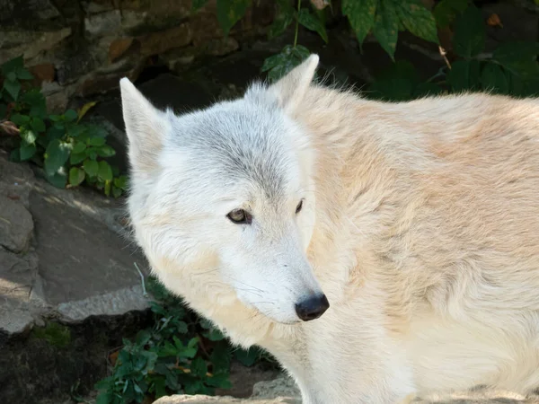 White Tundra wolf. Canis lupus albus, close-up — Stock Photo, Image