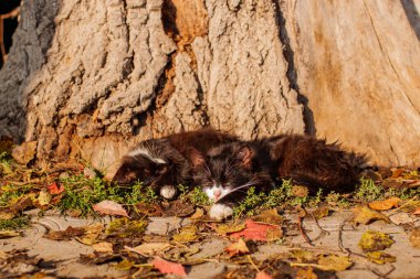 Gün batımında Vahşi Kedi Ormanında Doğa Ortamı.