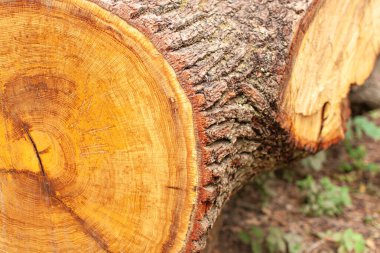 Kes Ağaç Yakından. Bir Ağacı Kesmek