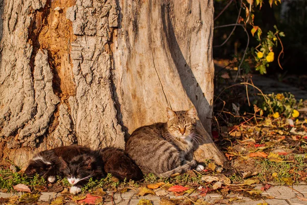 Gato Salvaje Animal Bosque Aire Libre Naturaleza Ambiente Atardecer — Foto de Stock