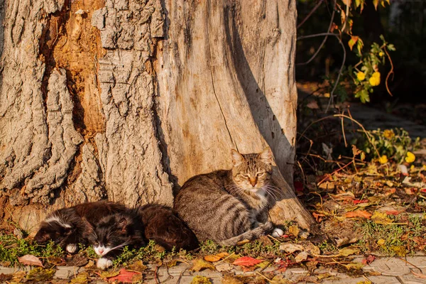 Wild Cat Animal In Outdoor Forest Nature Environment At Sunset.