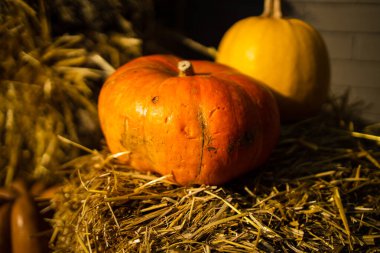 Şık Altın Cadılar Bayramı Caddelerin, Kafelerin Balkabağı Dekorasyonu