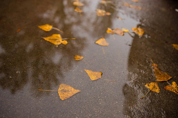 Gelbe Blätter Liegen Auf Dem Nassen Asphalt Herbst Regen — Stockfoto