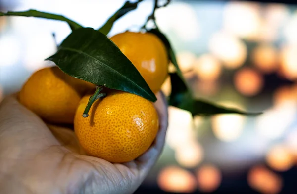 Mandarin Leaves Slices Hand — Stok Foto