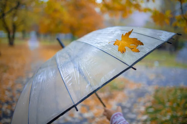 Autunno Foresta Autunnale Foresta Autunnale Con Foglie Goden — Foto Stock