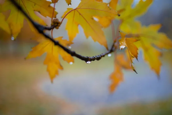Herbst Herbst Wald Herbstwald Mit Goden Blättern — Stockfoto