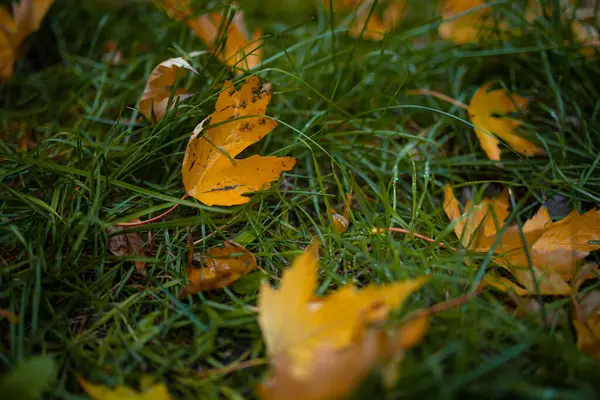 Jesień Jesienny Las Jesienny Las Opadającymi Liśćmi — Zdjęcie stockowe