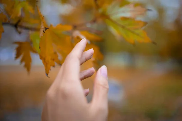 Осінь Осінь Осінній Ліс Годовим Листям — стокове фото