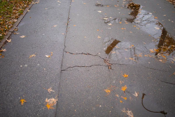 Natte Asfalt Met Gevallen Kleurrijke Herfst Bladeren — Stockfoto