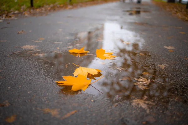 Nasser Asphalt Mit Gefallenen Bunten Herbstblättern — Stockfoto