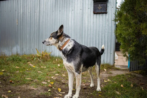 Yalnız Köpek Kapıda Sahibini Bekliyor — Stok fotoğraf
