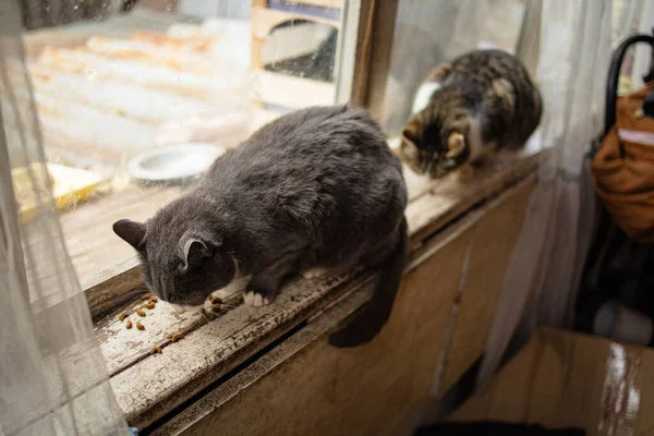 Katt Sitter Fönstret Sill Och Väntar Våren Sad Animal Emotion — Stockfoto