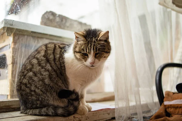 Chat Assis Sur Fenêtre Malade Attendant Printemps Triste Animal Émotion — Photo