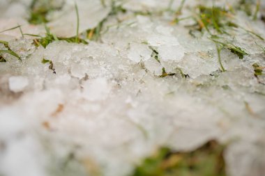 Buzlu Çimen Bitkileri Buz Altında ve Kar Altında