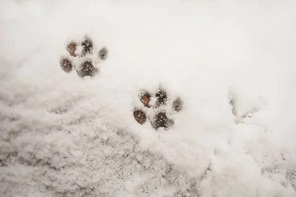 The Footprints Of A Natural Animal Tracks In The Snow.