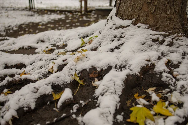 Folhas Outono Das Árvores Nos Primeiros Dias Inverno Primeira Neve — Fotografia de Stock