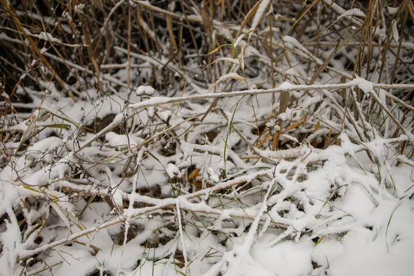 Iced Grass Plants Ice Snow — Stock Photo, Image