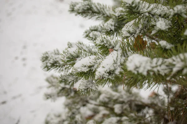 Snow Covered Spruce Tree Branch Inglês Foto Close Ramo Abeto — Fotografia de Stock