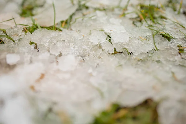 Ice Grass Växter Och Snö — Stockfoto